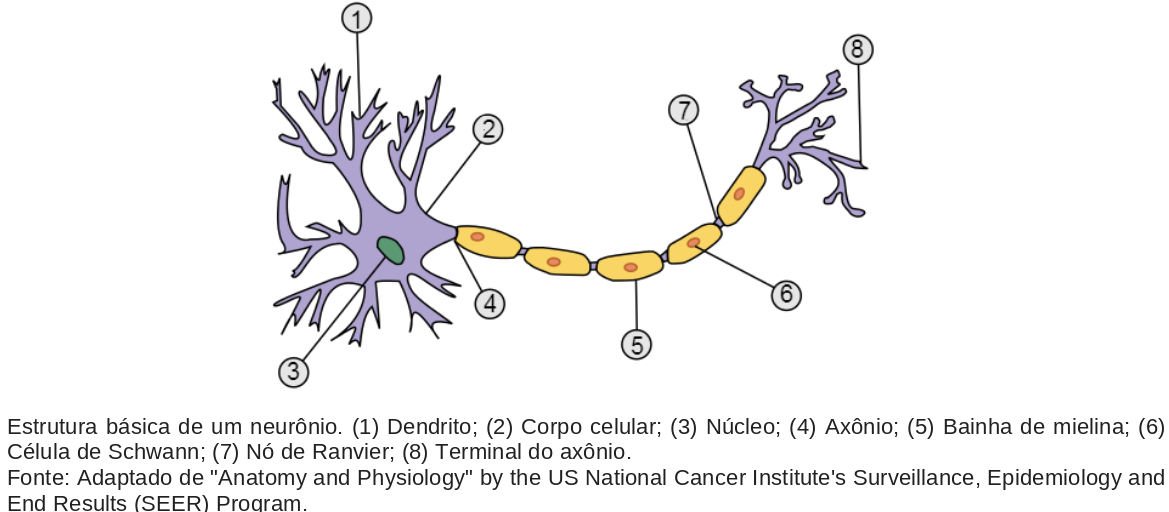 Neurônios