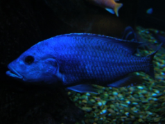 Peixe Azul